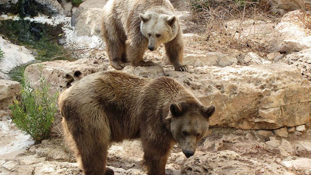 В селе Кандалакшского района засняли голодного медведя
