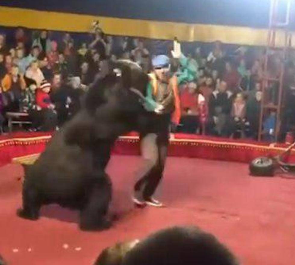 Видео: медведь напал на дрессировщика в цирке