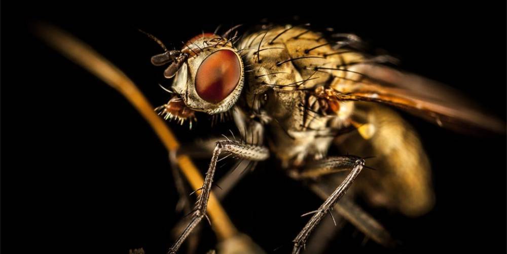 Тайна природы разгадана: как мухи приземляются вверх ногами