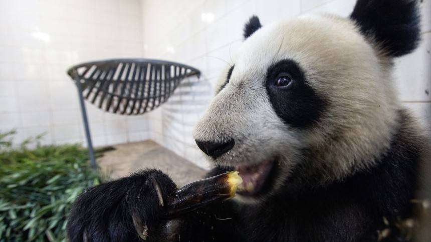 Видео: панда остервенело атакует дерево в Московском зоопарке