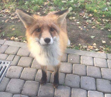 Власти призвали не беспокоить лис, добравшихся до центра Петербурга