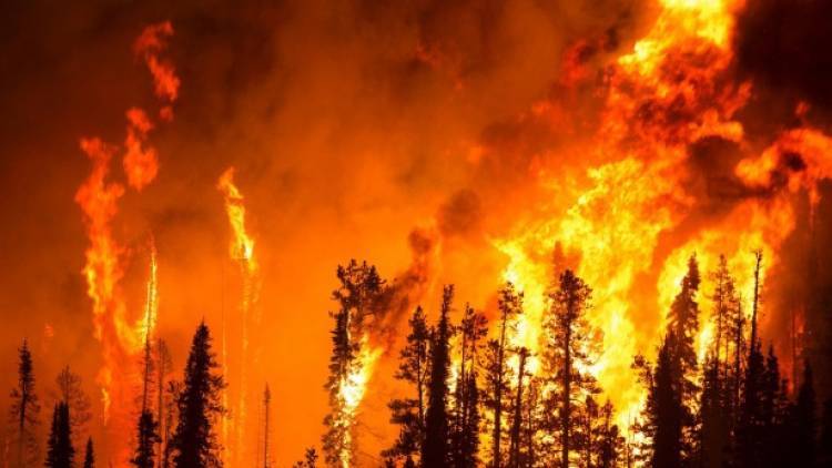 Лесной пожар в Калифорнии привел к эвакуации 50 тысяч человек