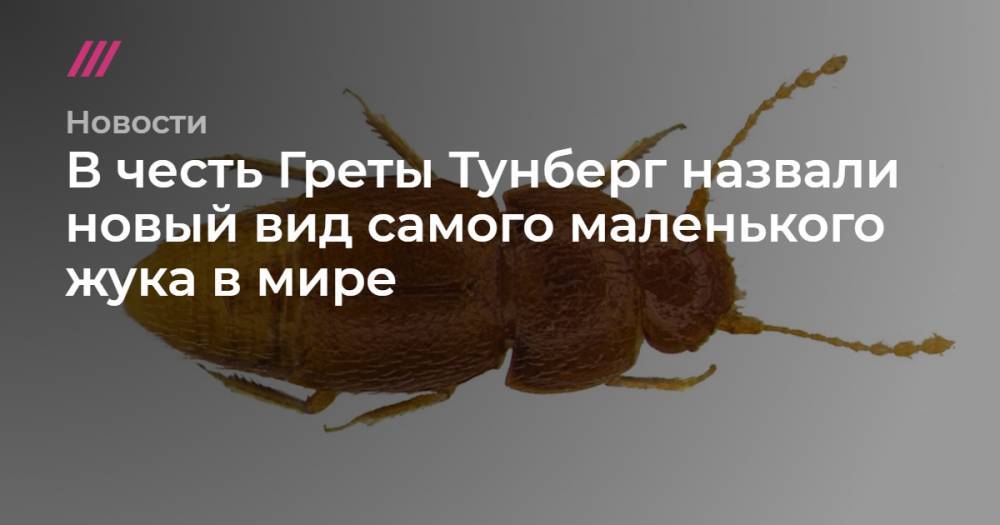 В честь Греты Тунберг назвали новый вид самого маленького жука в мире