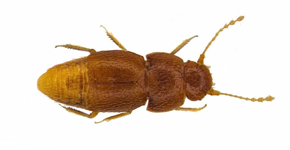 В честь Греты Тунберг назвали вид самых маленьких жуков в мире