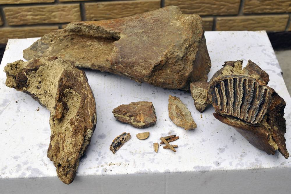 В Республике Коми нашли скелет древнего "ухмыляющегося" крокодила