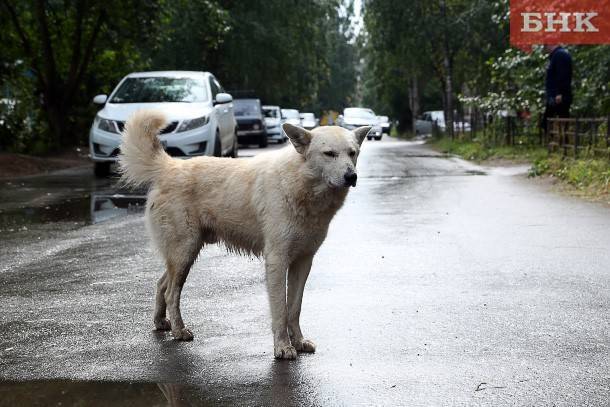 Жители Яреги пожаловались на агрессивную стаю бродячих собак