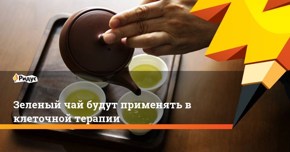 Зеленый чай будут применять в клеточной терапии