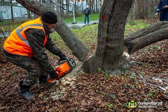 В Зеленой Роще начали вырубку деревьев, которую оспаривали общественники