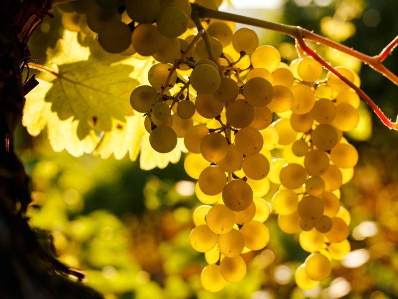 Вице-спикер Госдумы назвал дату принятия закона о виноделии