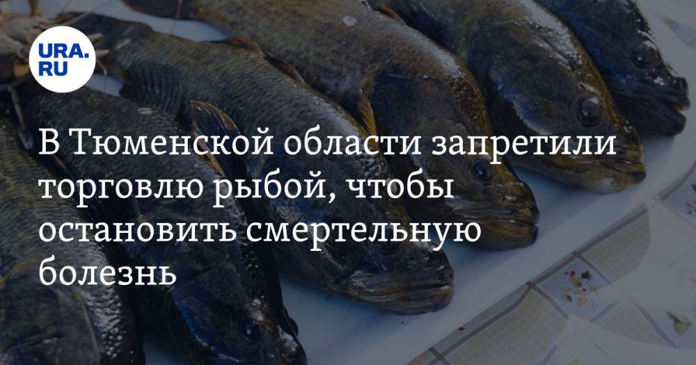 В Тюменской области запретили торговлю рыбой, чтобы остановить смертельную болезнь