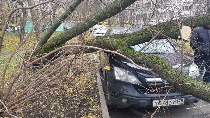 На Светлановском проспекте упавшее старое дерево повредило две легковушки