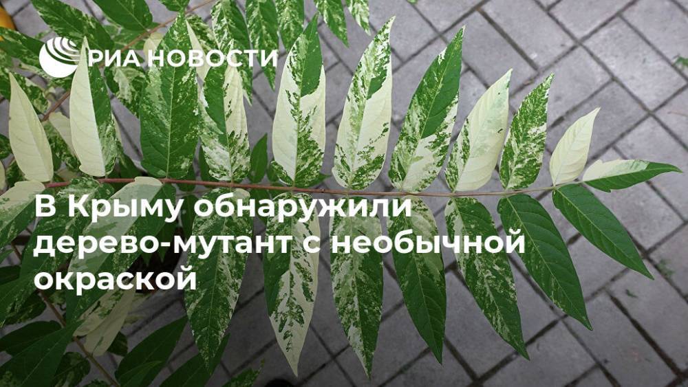 В Крыму обнаружили дерево-мутант с необычной окраской
