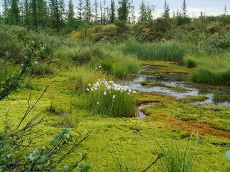 Новый "перевал Дятлова" обнаружен под Петербургом: два десятка необъяснимых смертей произошли на болотах