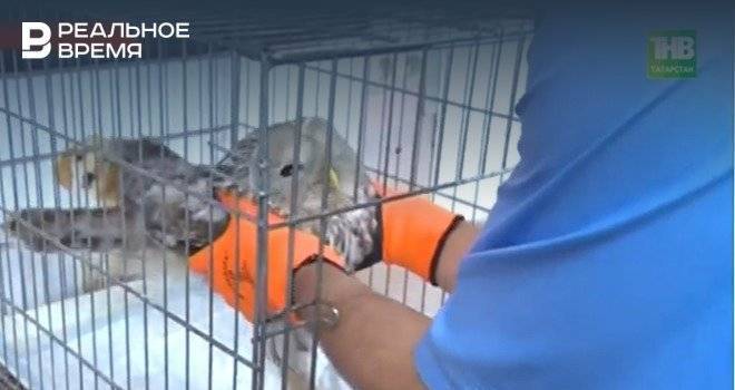 В Казани прохожие спасли сову от стаи ворон — видео