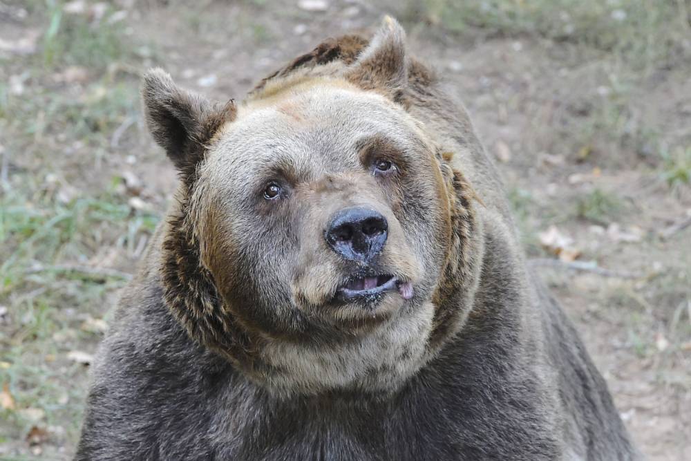 Видео: автомобилист прогнал медведя с трассы в лес