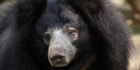 Шестилетняя погоня: задержан серийный убийца медведей-губачей