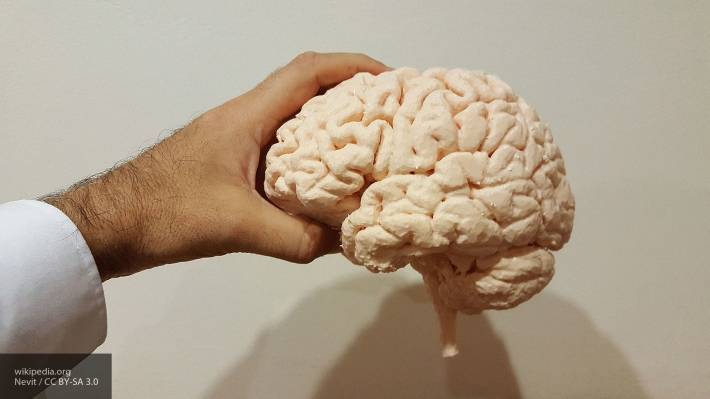 Ученые создали мини-мозги, способные испытывать эмоции