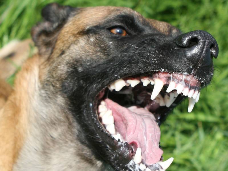 Растерзанный собаками труп нашли в Брянске
