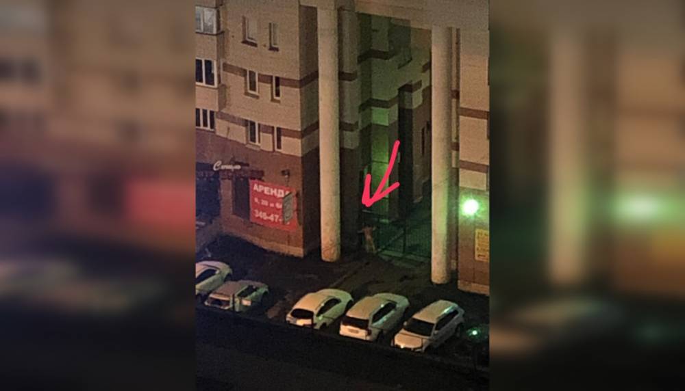 Жители Комендантского проспекта пожаловались на ночные нечеловеческие крики под окнами