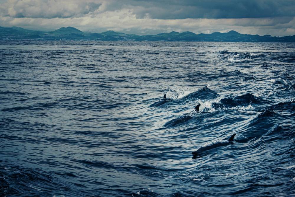 Мурманские рыбаки сняли на видео дельфинов