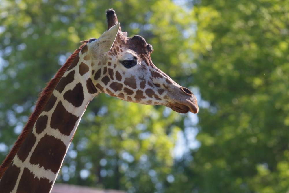 Ленинградский зоопарк рассказал, почему жирафы не плавают