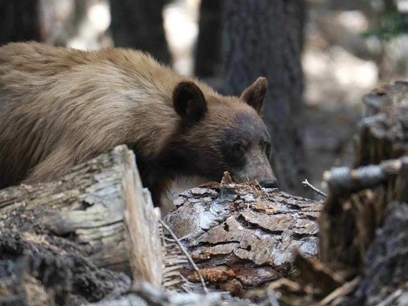 Специалисты дали советы по выживанию при встрече с медведем
