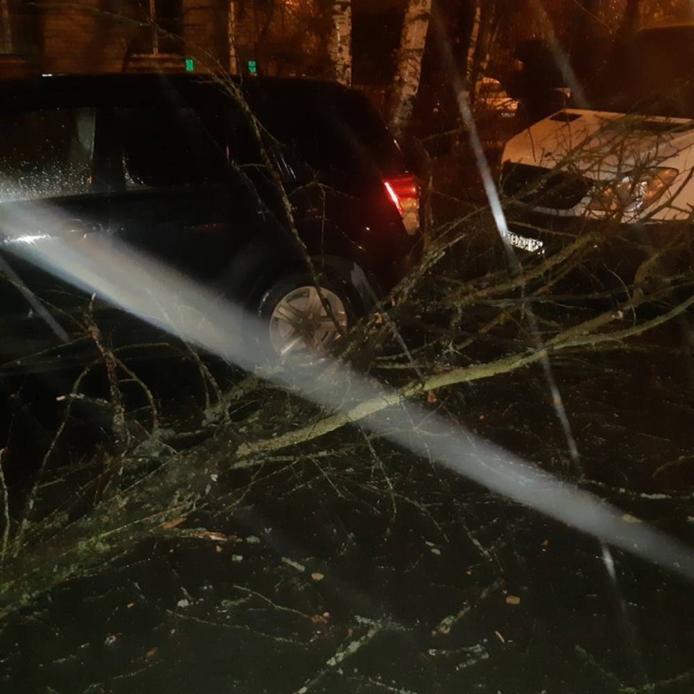 Сломленное непогодой дерево повредило припаркованное авто Suzuki в Петергофе