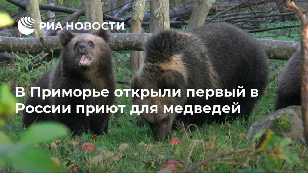 В Приморье открыли первый в России приют для медведей