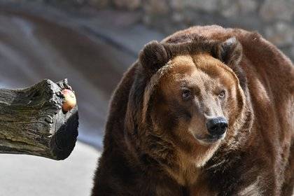Россиянам дали советы на случай встречи с медведем