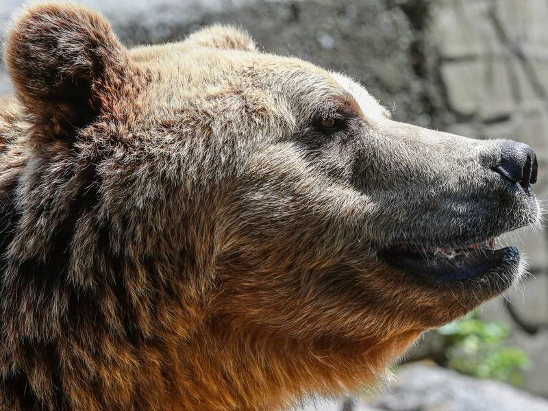 Первый в России приют для медведей открылся в России
