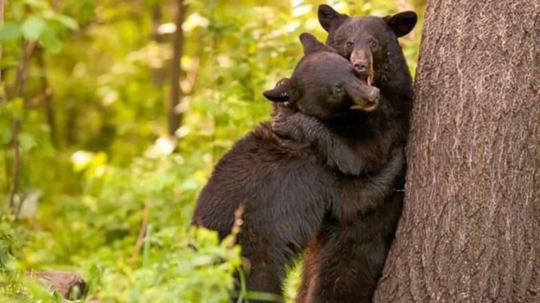 В России создали первый приют для медведей