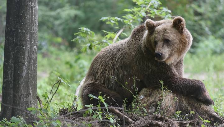 В России появился приют для изъятых медведей