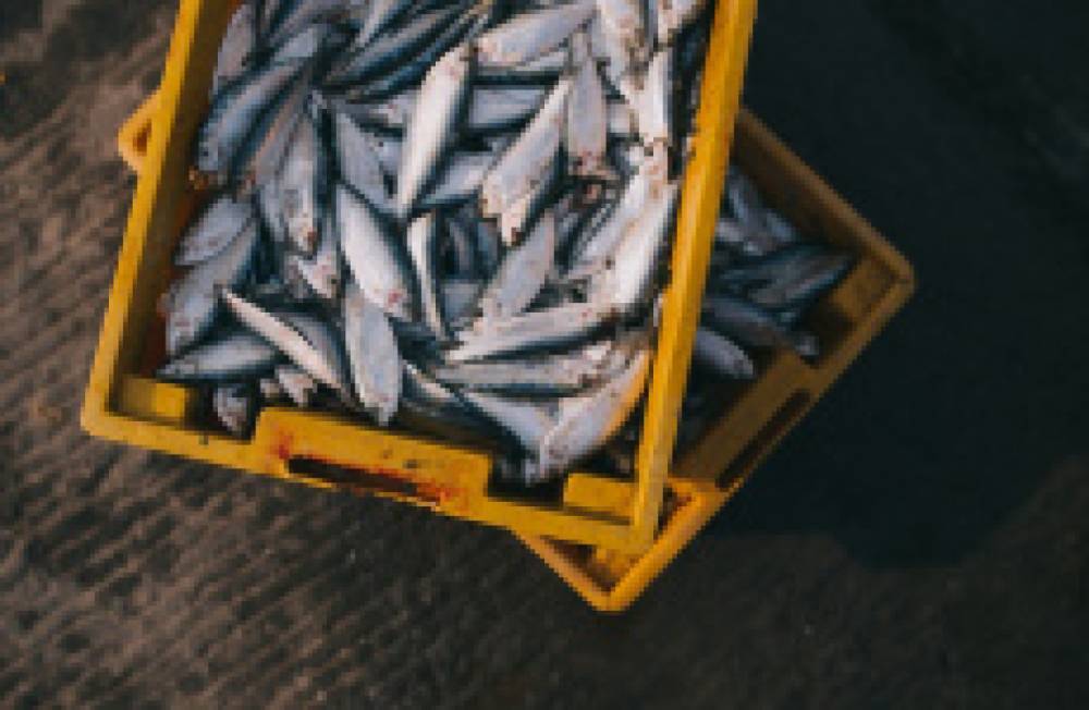 В Вологодской области рыбоохрана за три дня изъяла у браконьеров 100 кг рыбы
