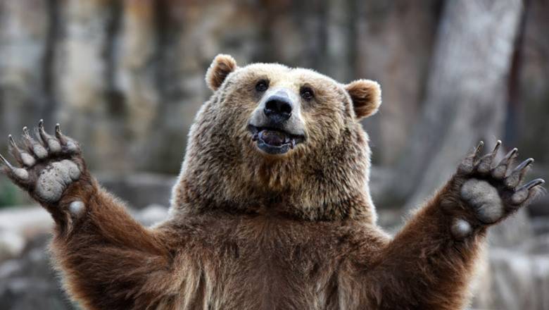 Поднять руки вверх: чиновники рассказали, как пережить встречу с медведем