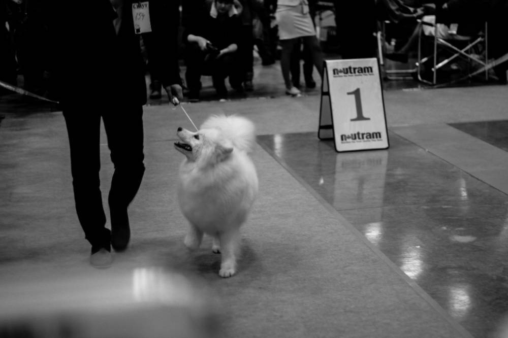 В Полярных Зорях хозяйку собаки обманули фальшивые организаторы выставки
