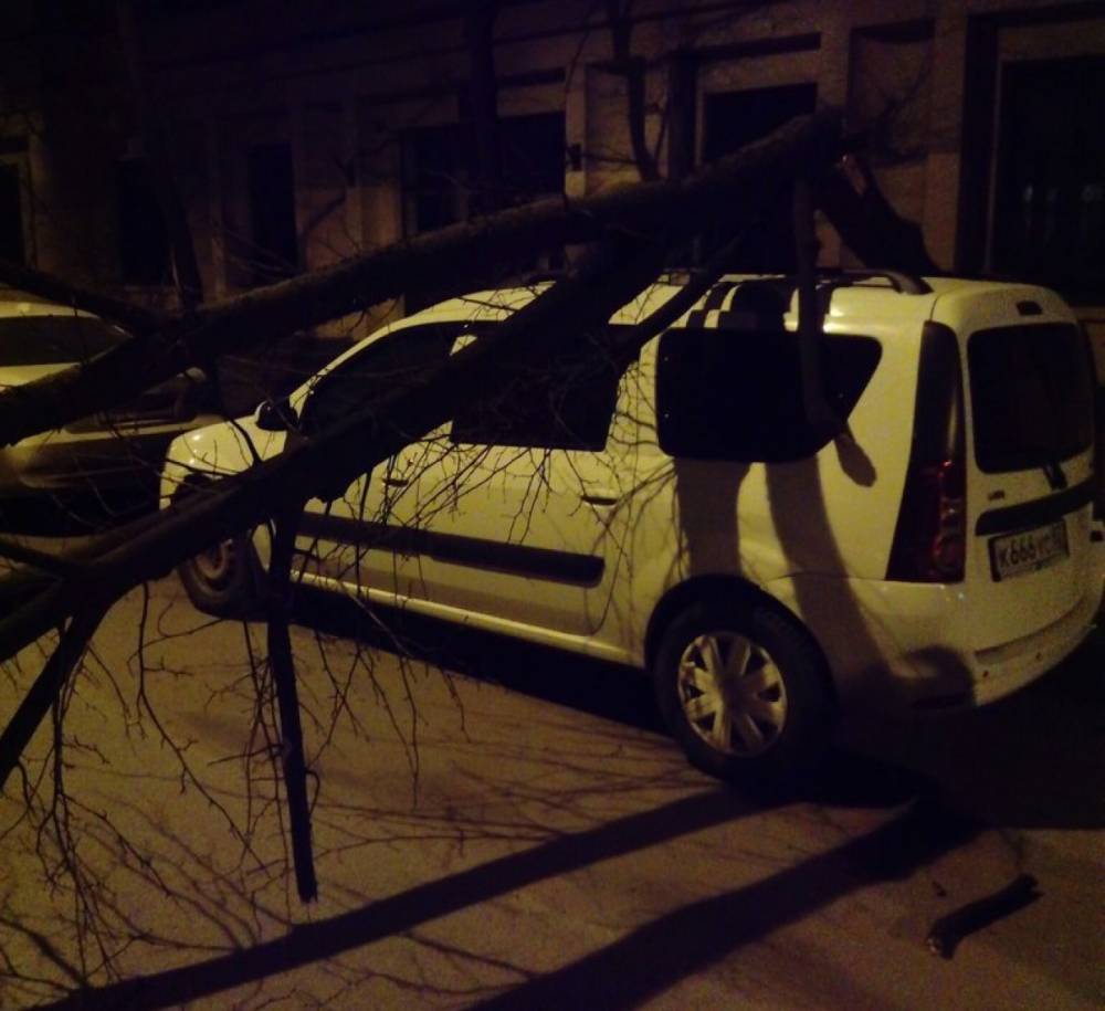 В Череповце ночью шторм повалил деревья на автомобили