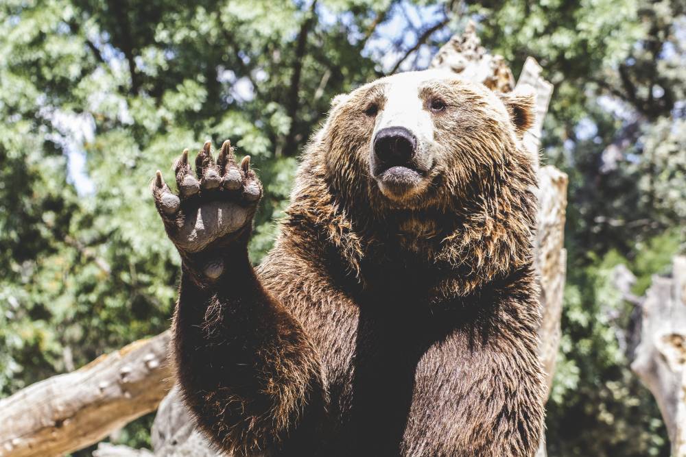 Что делать при встрече с медведем: правила поведения от Минприроды
