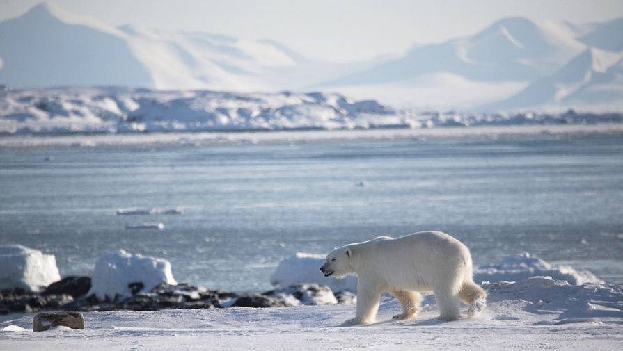 Российские ученые сообщили о рекордном сокращении ледового покрова в Арктике