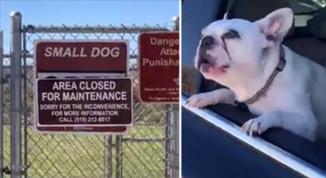 Видео: пес возмутился закрытием собачьего парка