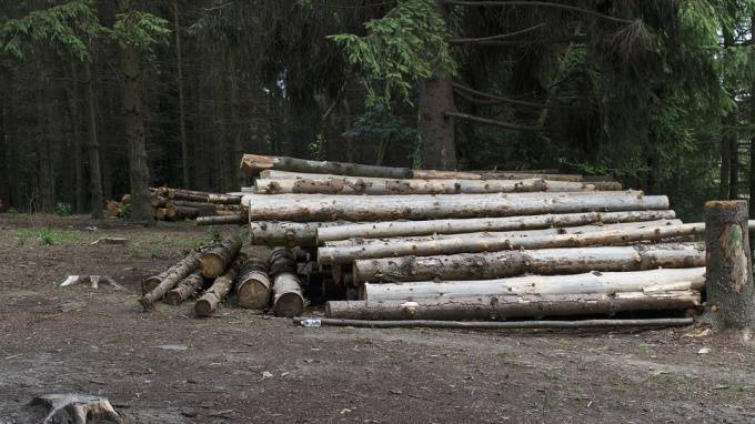 Незаконная рубка лесов в Ленобласти сократилась почти в 3 раза