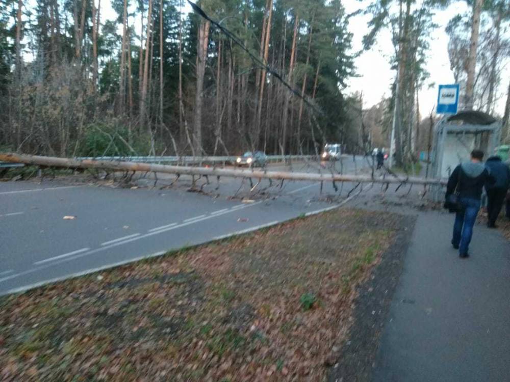 Упавшее дерево перекрыло дорогу в Балашихе