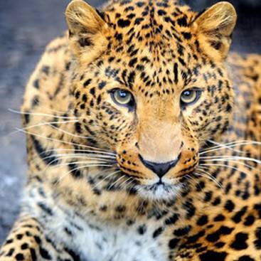 Ученые планируют выпустить на Кавказе еще двух самцов и одну самку леопарда