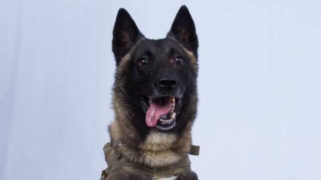 Трамп рассекретил фото пса-участника рейда против аль-Багдади