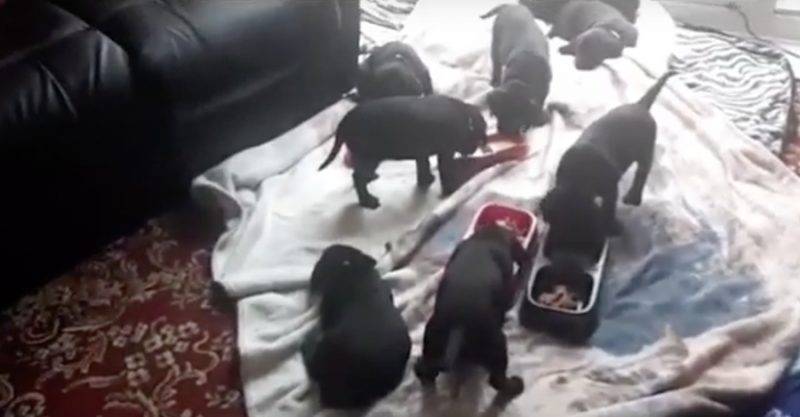 Хозяева черного лабрадора ожидали 5 щенков, но Бо родила 13 прекрасных щеночков, почти дотянув до рекорда