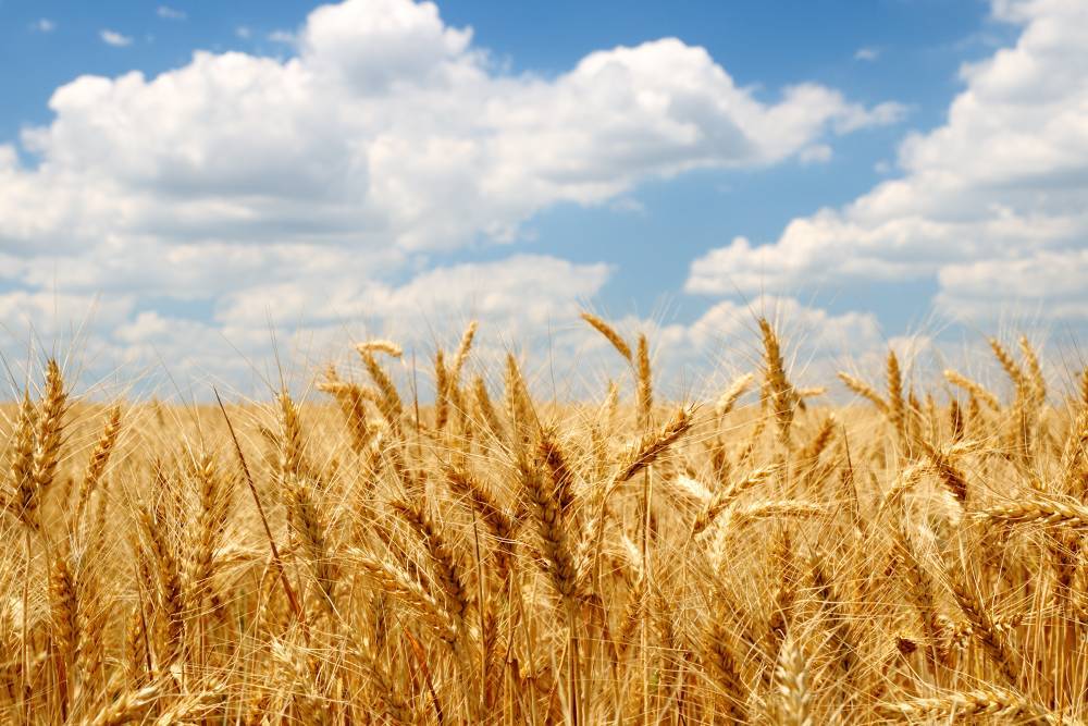 Россия возобновила поставки пшеницы на рынок Вьетнама