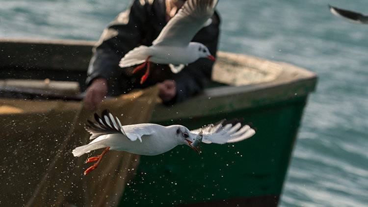 На Украине преждевременно заявили о подписании квот на вылов рыбы в Азове