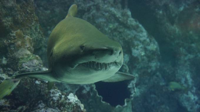 В Австралии акула напала на двух туристов из Великобритании
