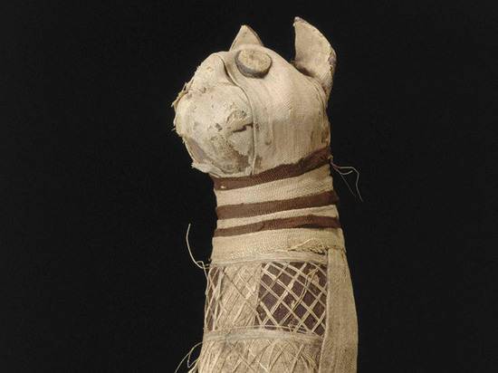 Раскрыта тайна древнеегипетской мумии кошки: пять лап и три хвоста
