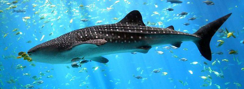 В Австралии акула атаковала двух британских туристов - Cursorinfo: главные новости Израиля