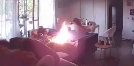 Видео: французский бульдог поджег дом зажигалкой